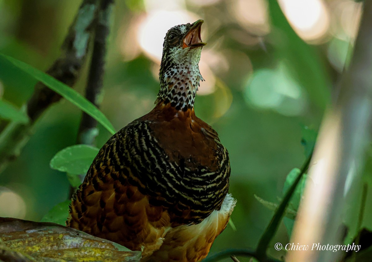 Sabah Partridge - ML639584148