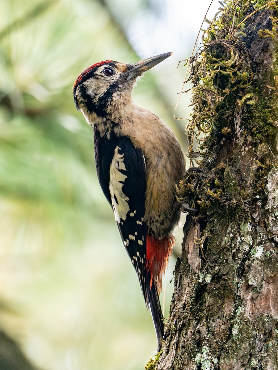 Himalayan Woodpecker - Ninad Thakoor