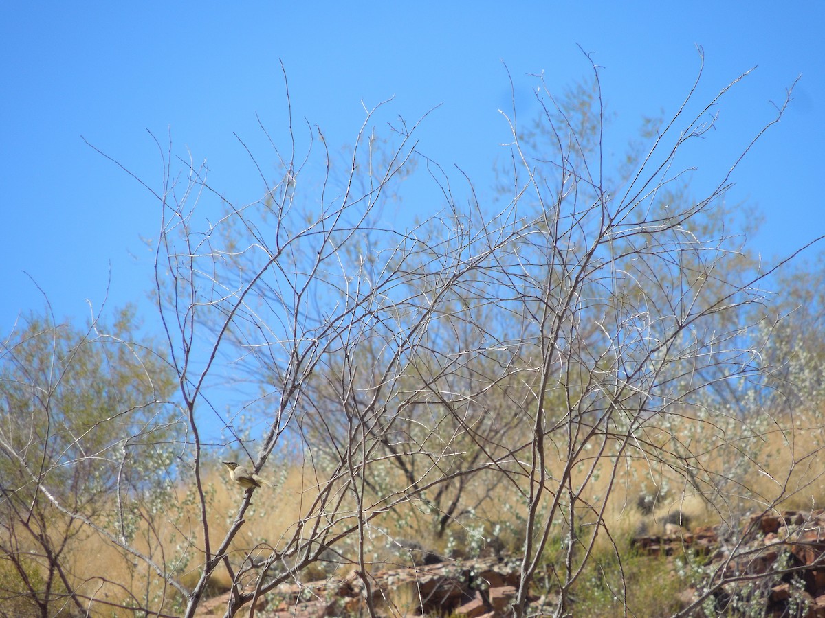 Gray-headed Honeyeater - ML639584215