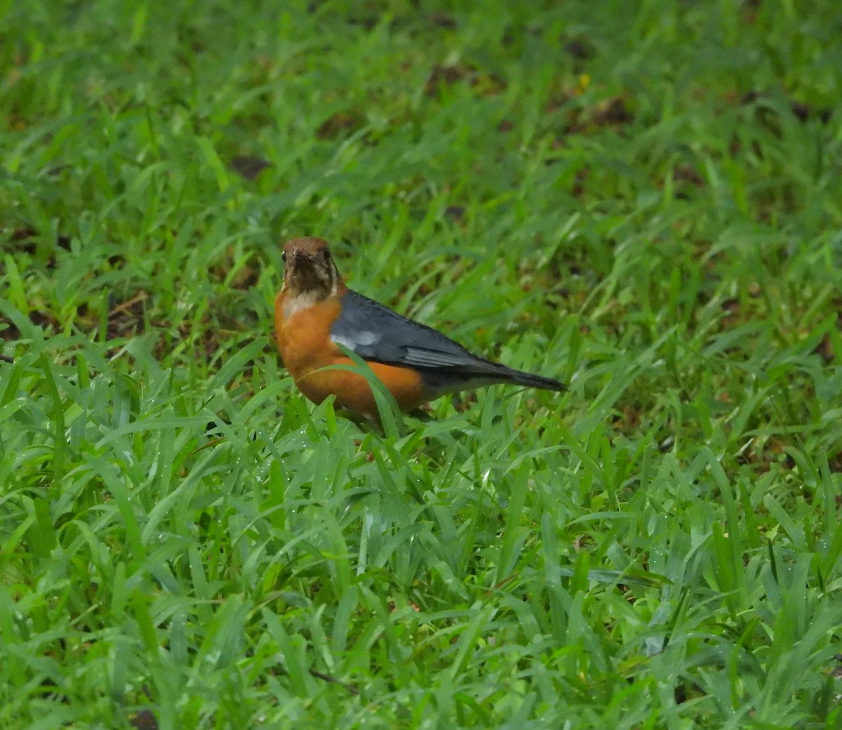 Orange-headed Thrush - ML639584327