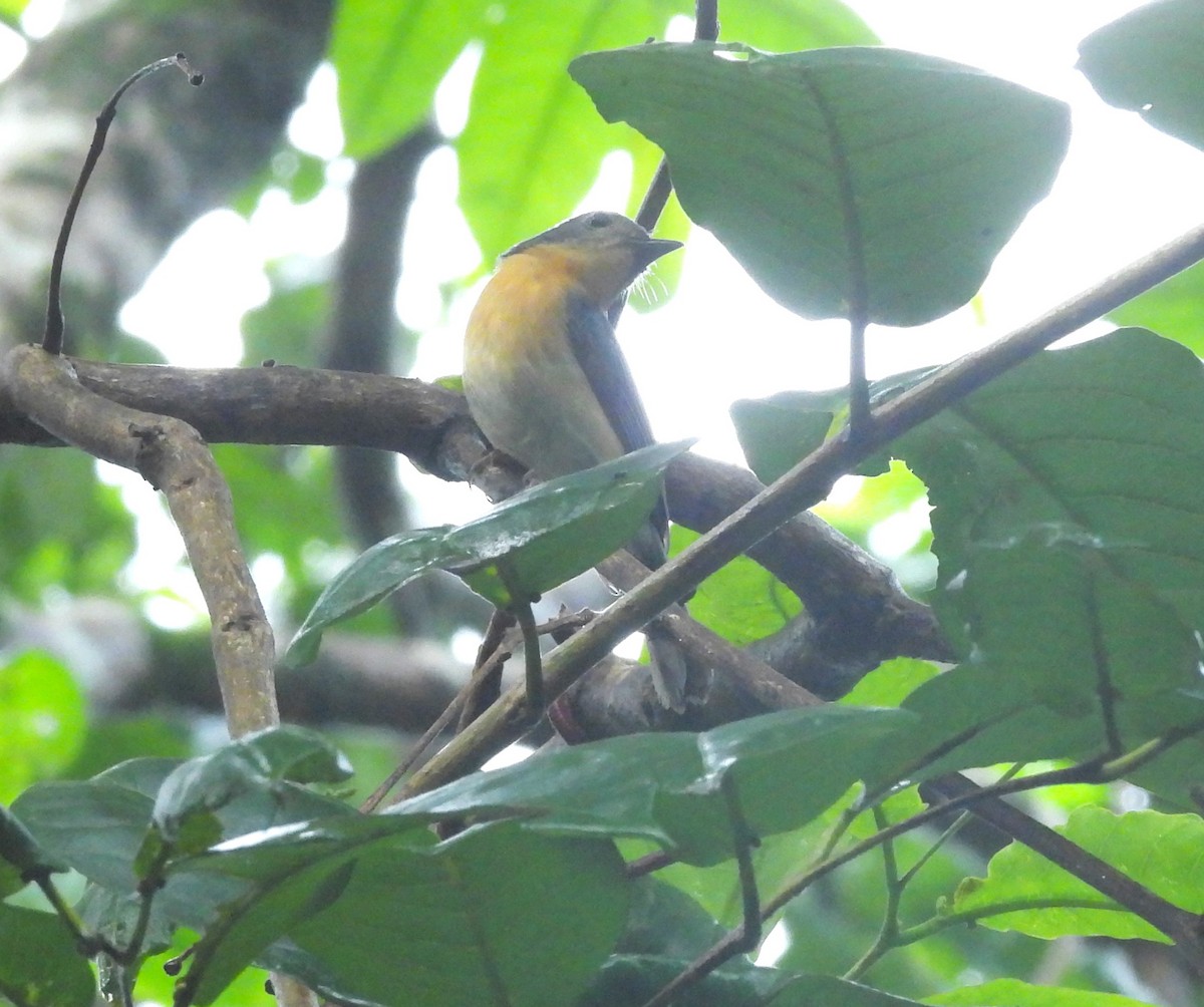 Tickell's Blue Flycatcher - ML639584347