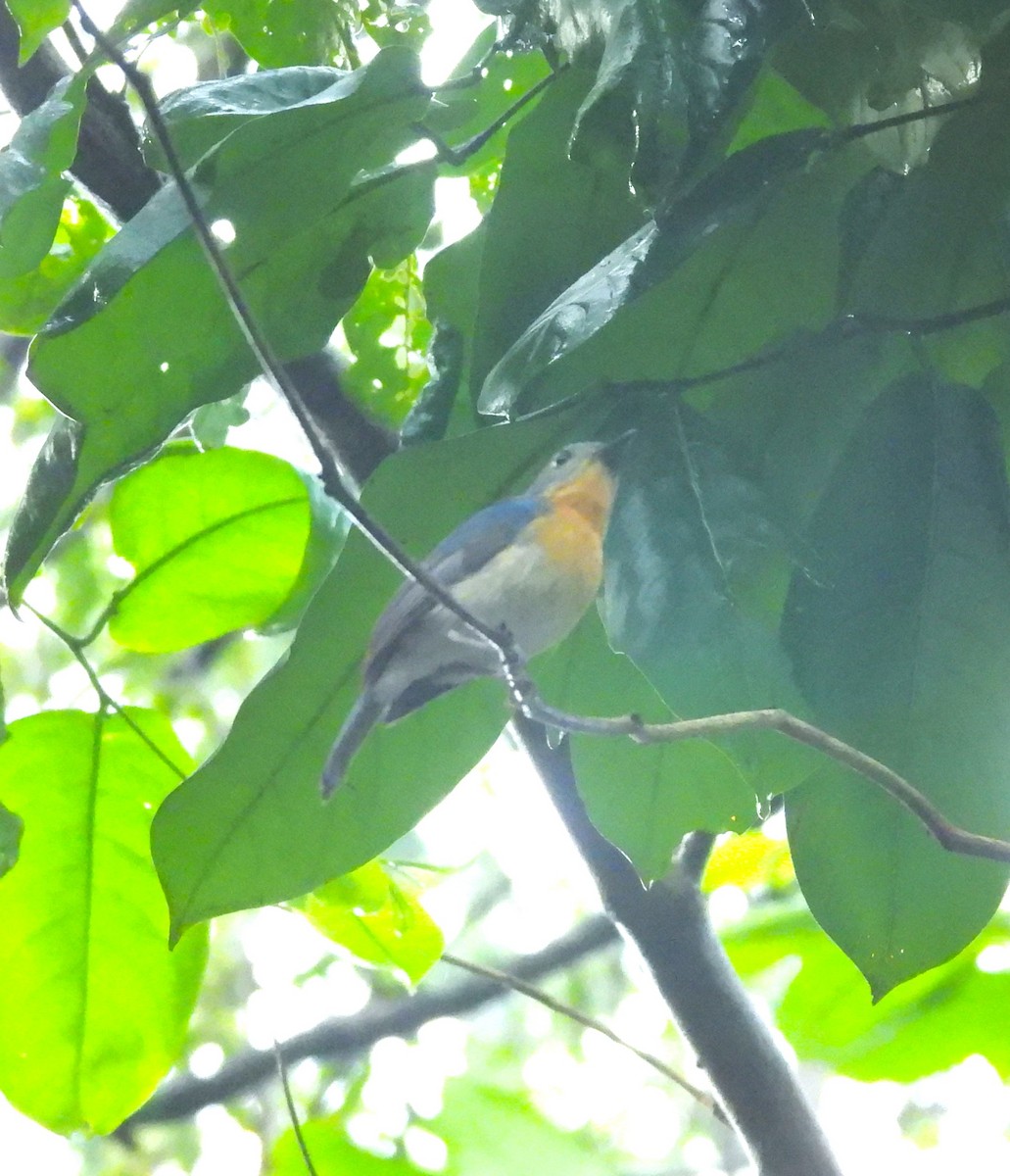 Tickell's Blue Flycatcher - ML639584348