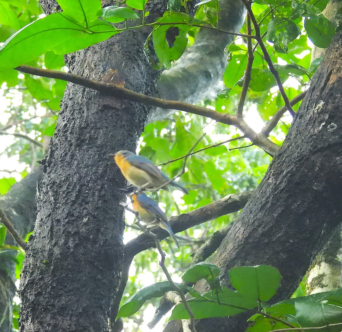 Tickell's Blue Flycatcher - ML639584349