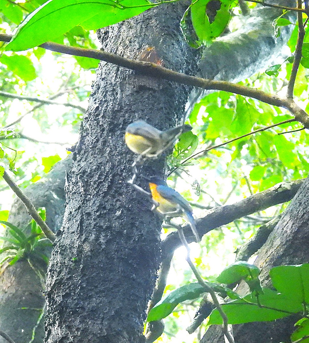 Tickell's Blue Flycatcher - ML639584350