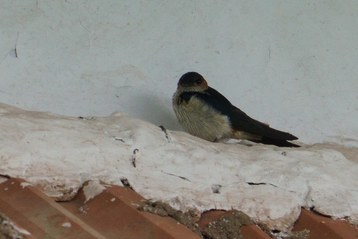 Eastern Red-rumped Swallow - ML639584352