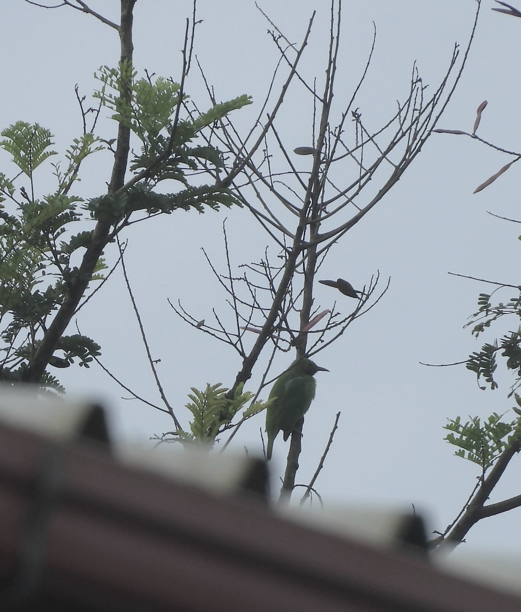 Golden-fronted Leafbird - ML639584363