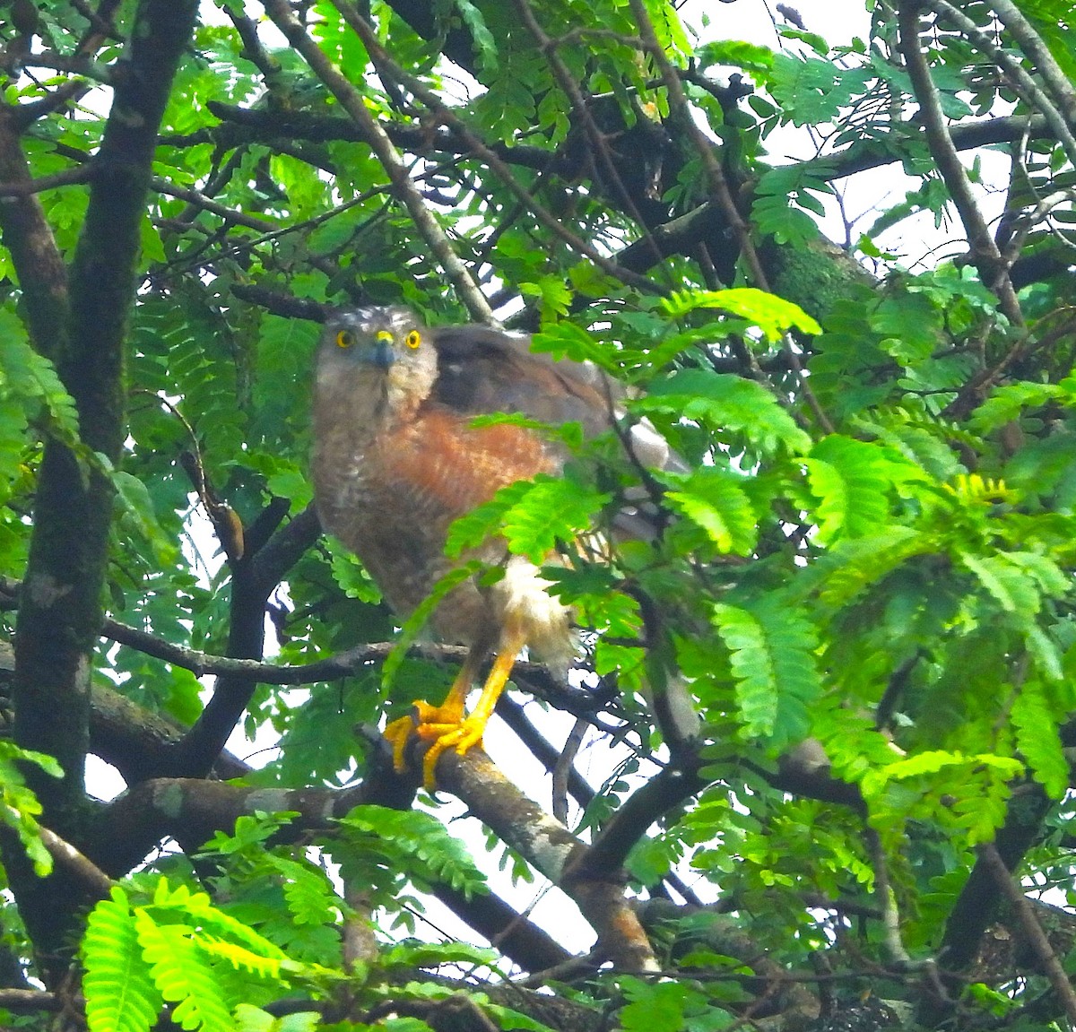 Shikra gabiraia - ML639584376