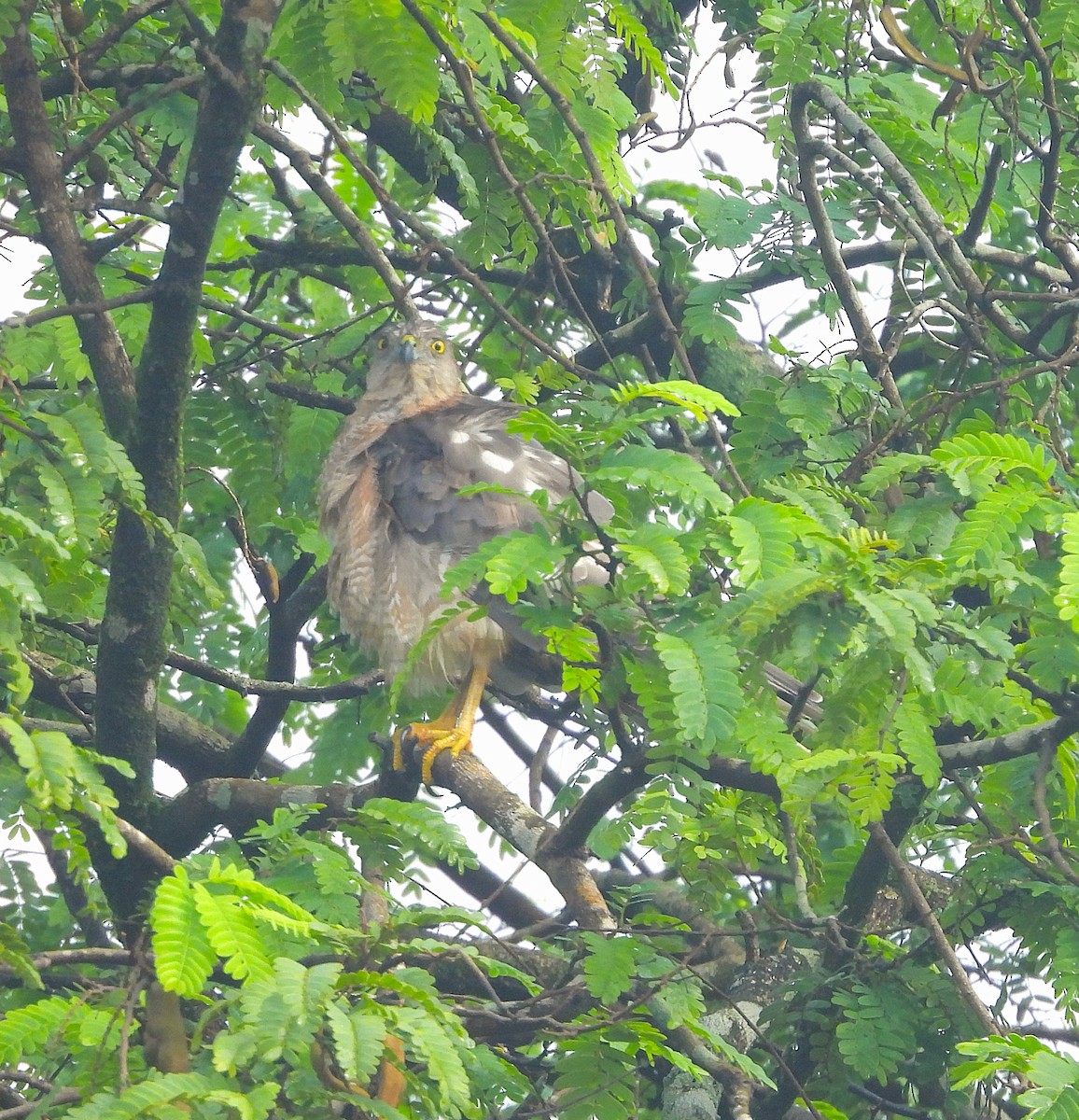 Shikra gabiraia - ML639584377