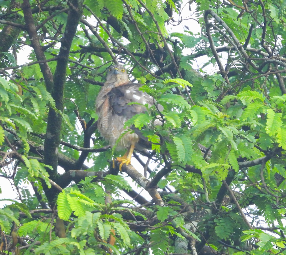 Shikra gabiraia - ML639584378