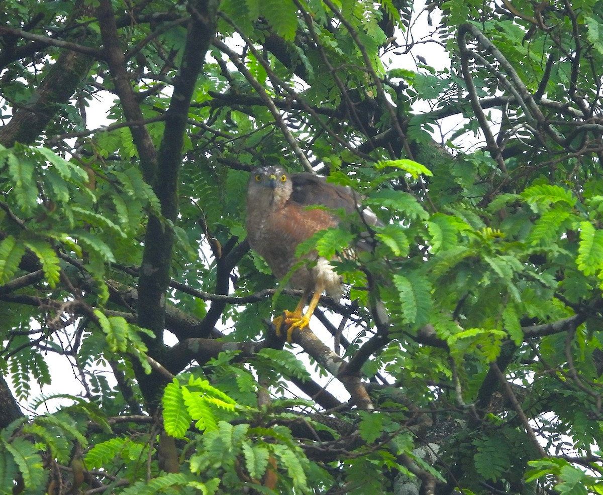 Shikra gabiraia - ML639584379