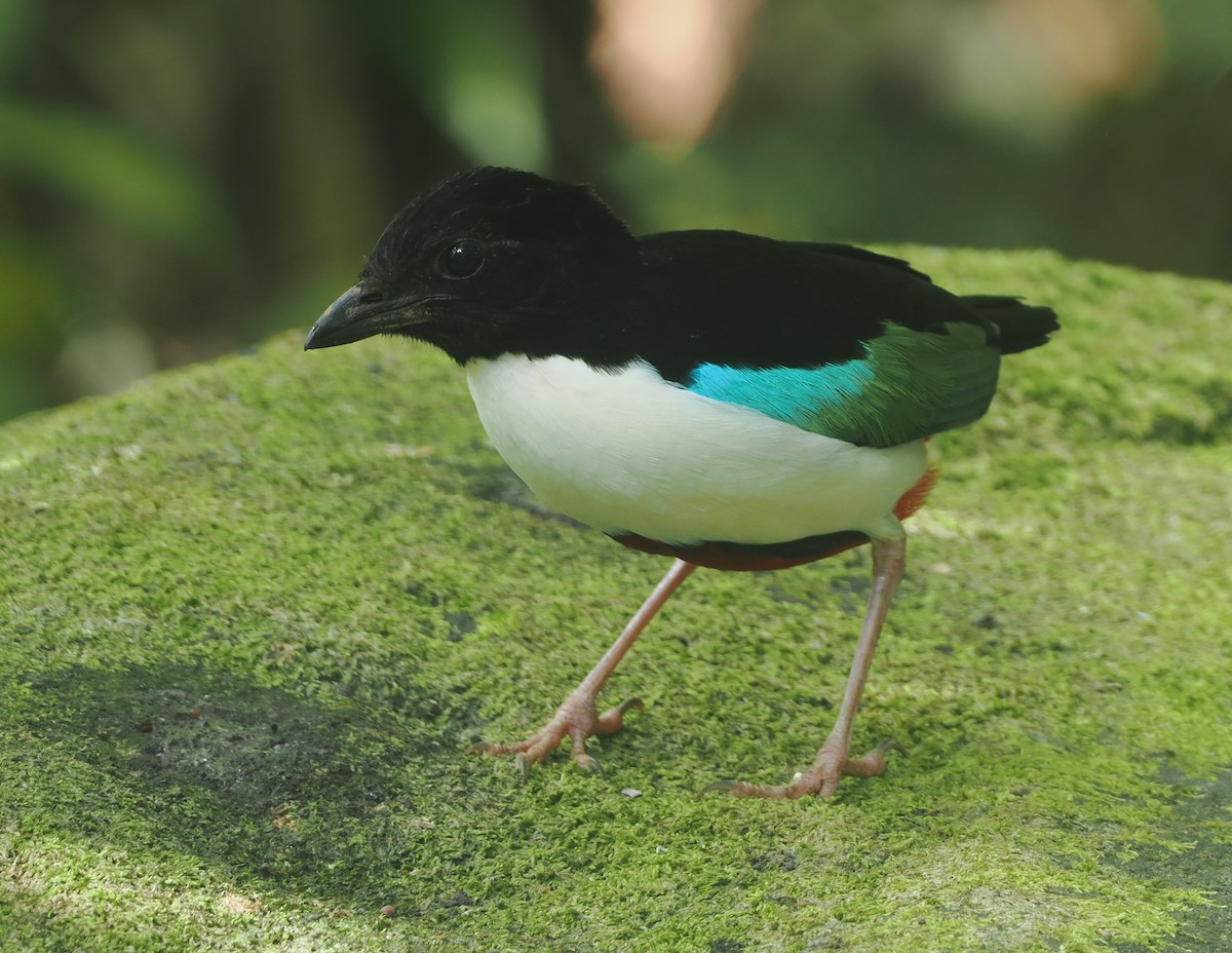 Ivory-breasted Pitta (Ivory-breasted) - ML639584443