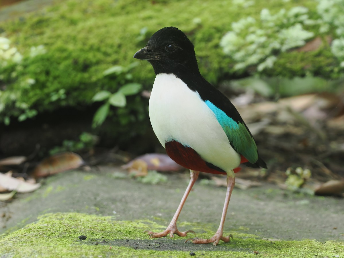 Ivory-breasted Pitta (Ivory-breasted) - ML639584444