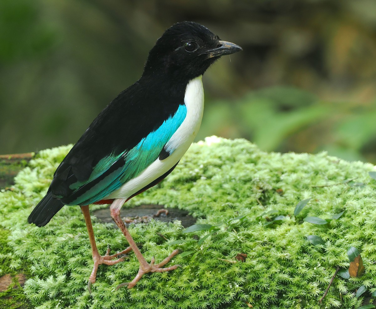 Ivory-breasted Pitta (Ivory-breasted) - ML639584457