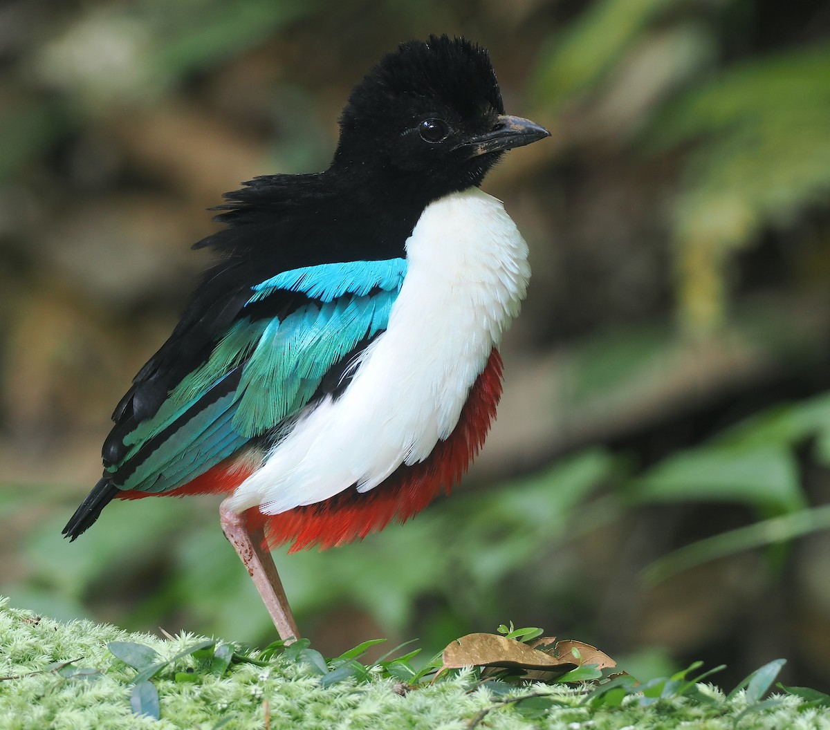 Ivory-breasted Pitta (Ivory-breasted) - ML639584481