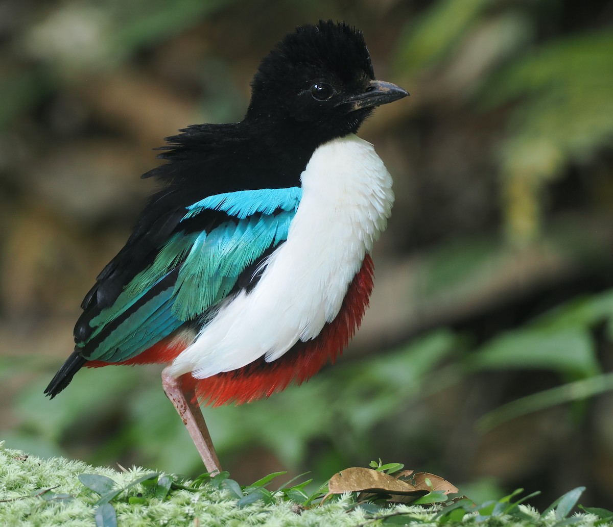 Ivory-breasted Pitta (Ivory-breasted) - ML639584484