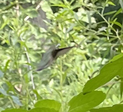 Ruby-throated Hummingbird - ML639584506