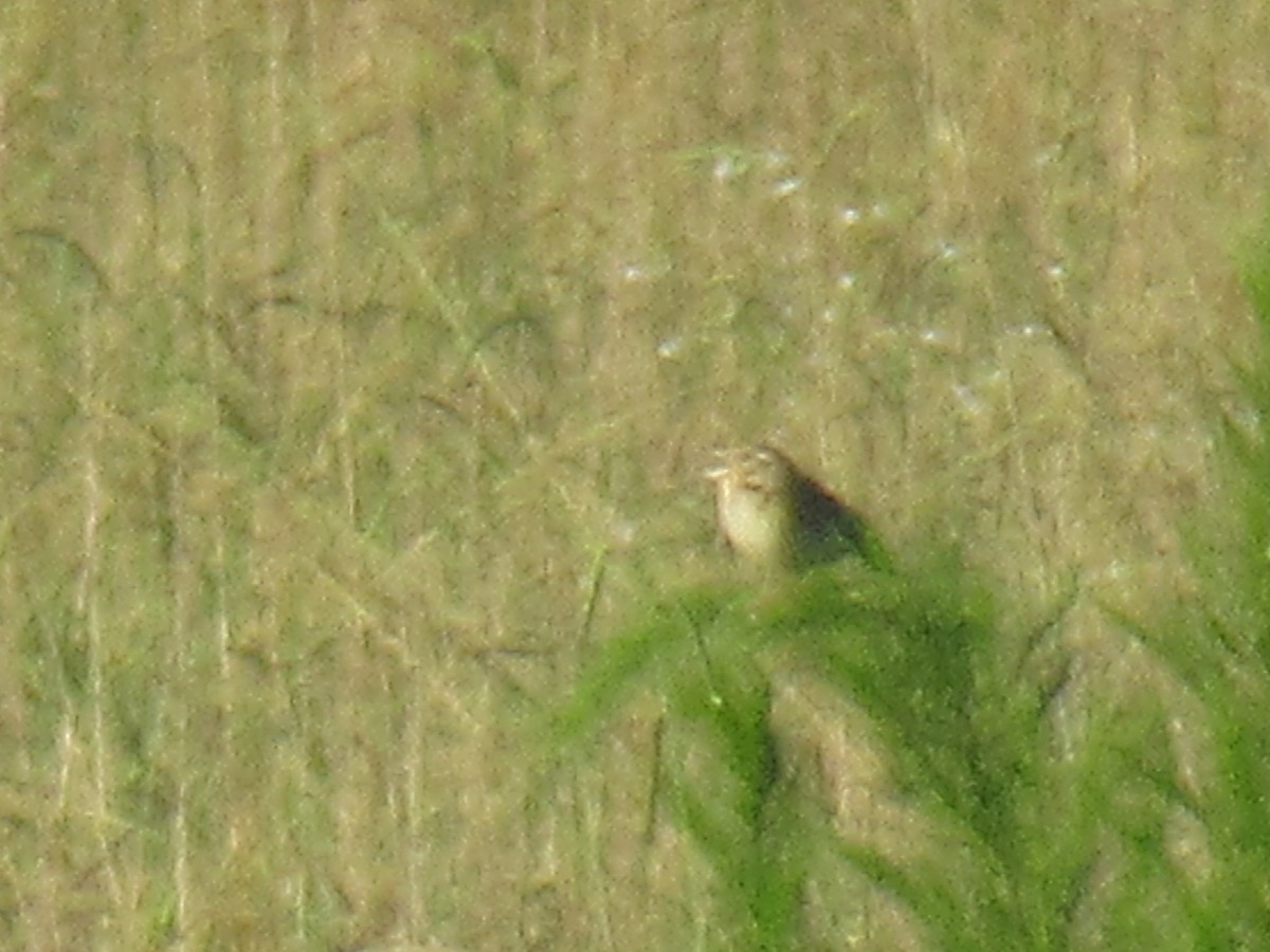 Grasshopper Sparrow - ML639584631