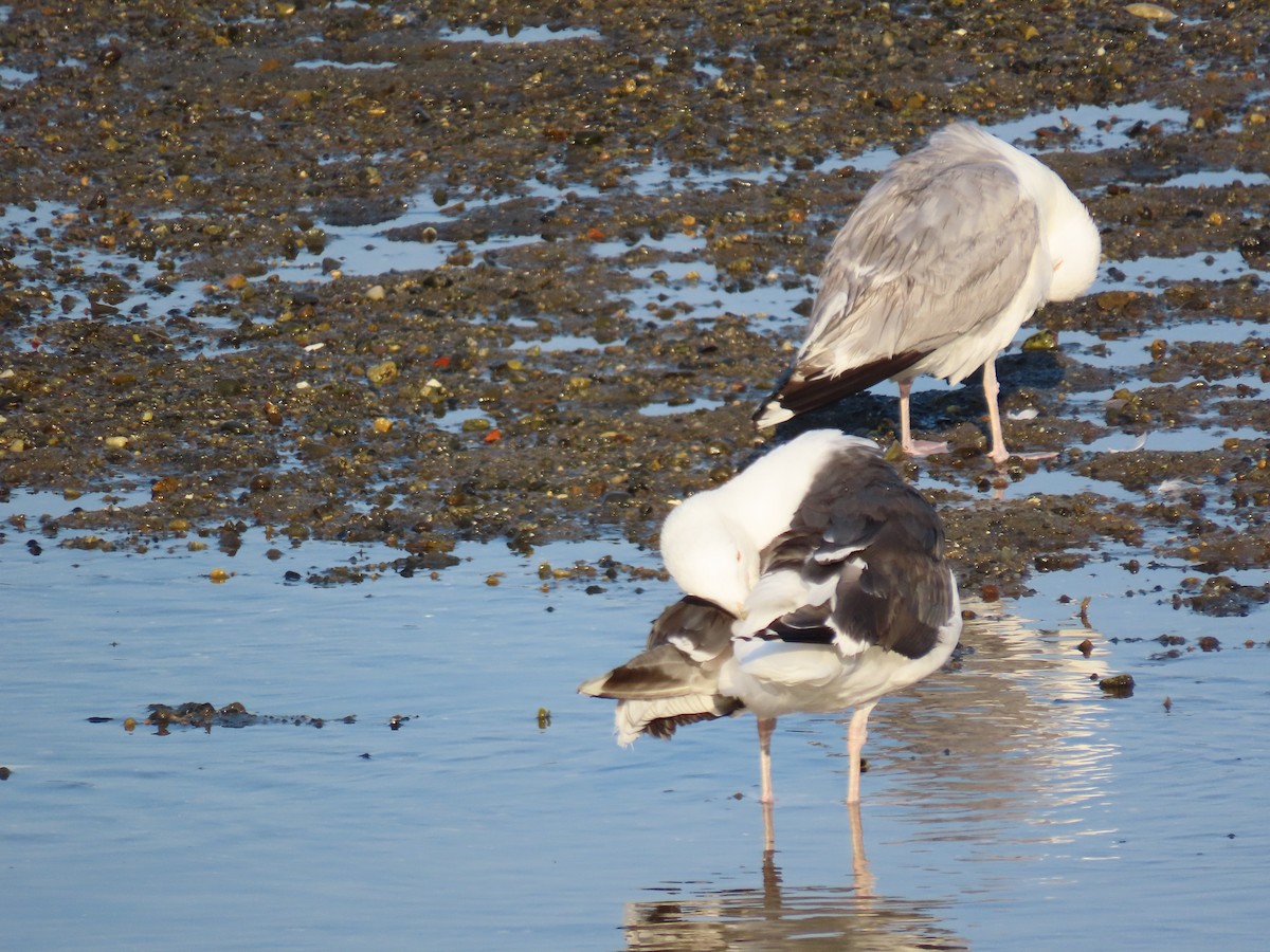 Great Black-backed Gull - ML639584699