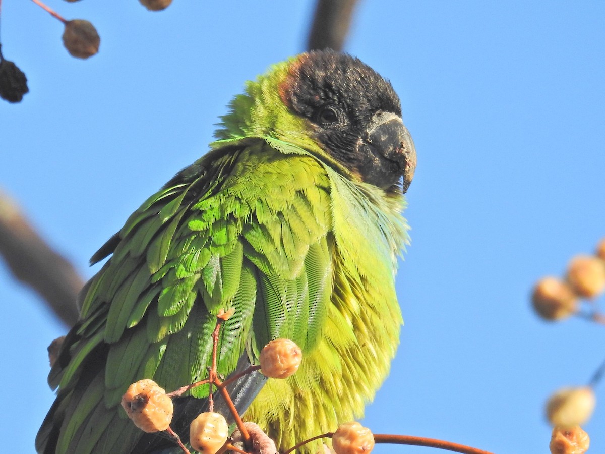 Nanday Parakeet - ML639584704