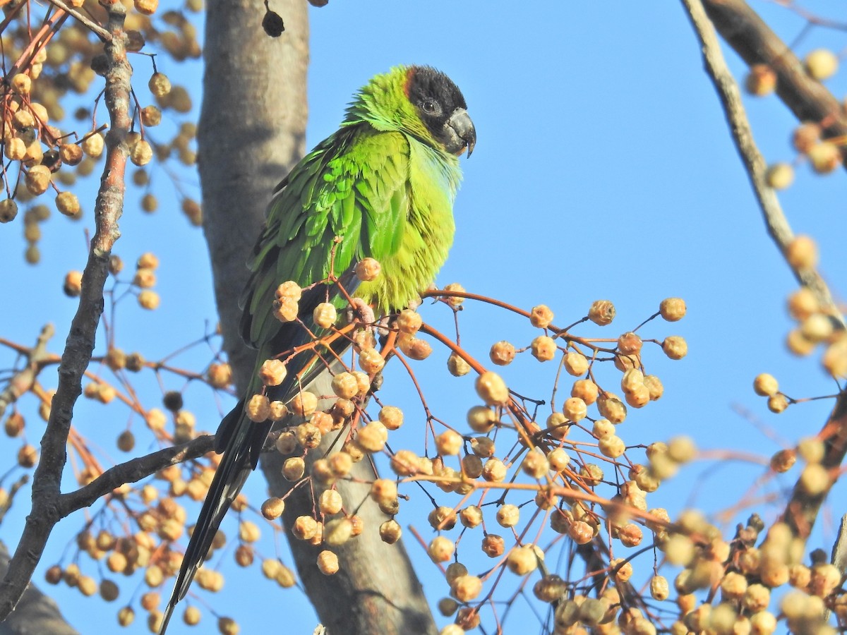 Nanday Parakeet - ML639584705