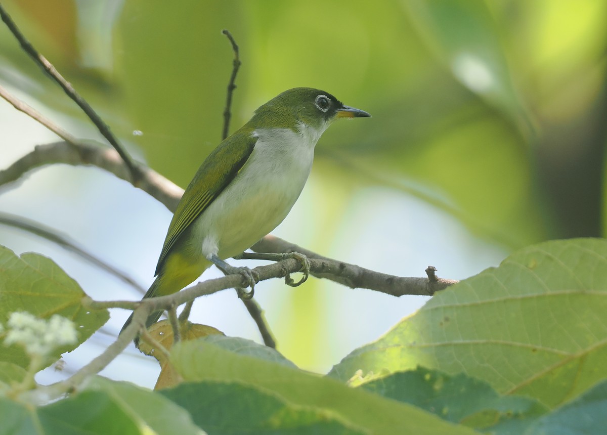 Braunscheitel-Brillenvogel (fuscifrons) - ML639584779