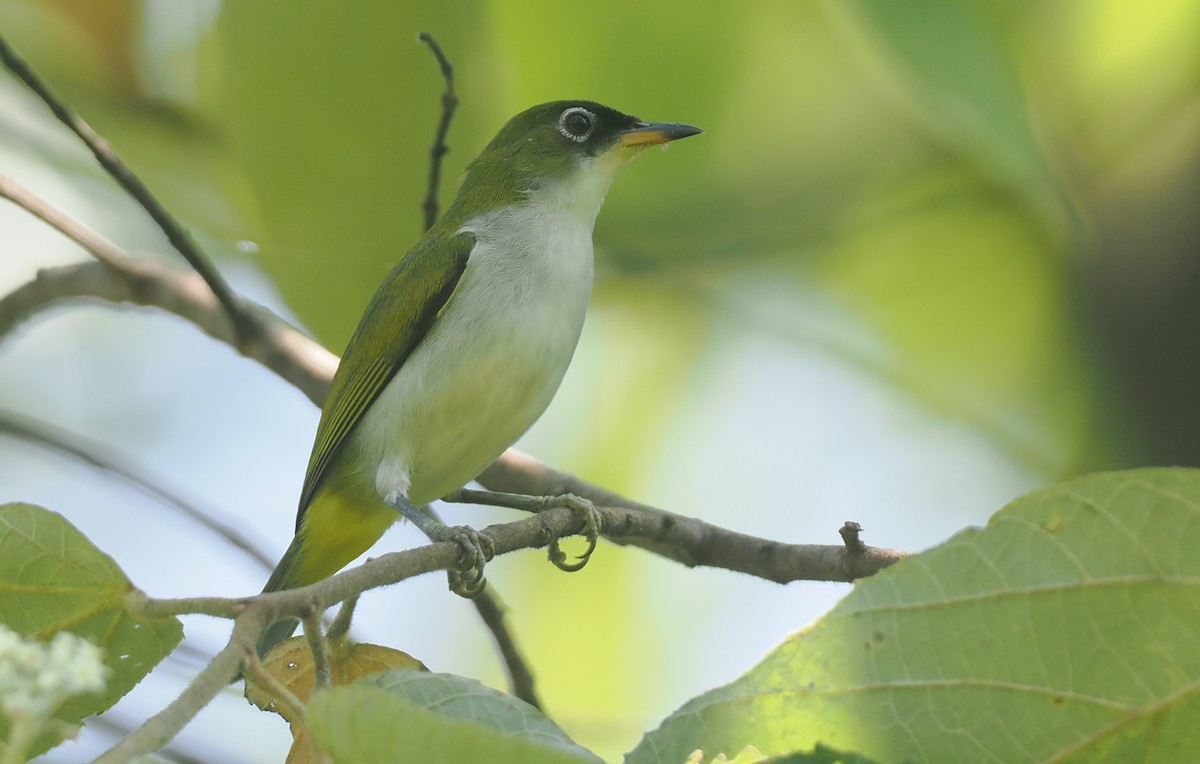 Braunscheitel-Brillenvogel (fuscifrons) - ML639584786