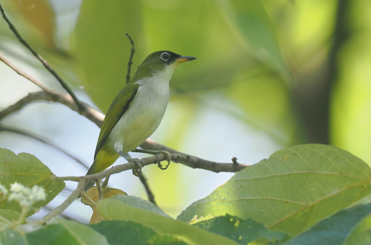 Braunscheitel-Brillenvogel (fuscifrons) - ML639584790