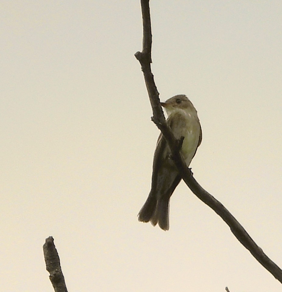 Greater Pewee - ML639584799