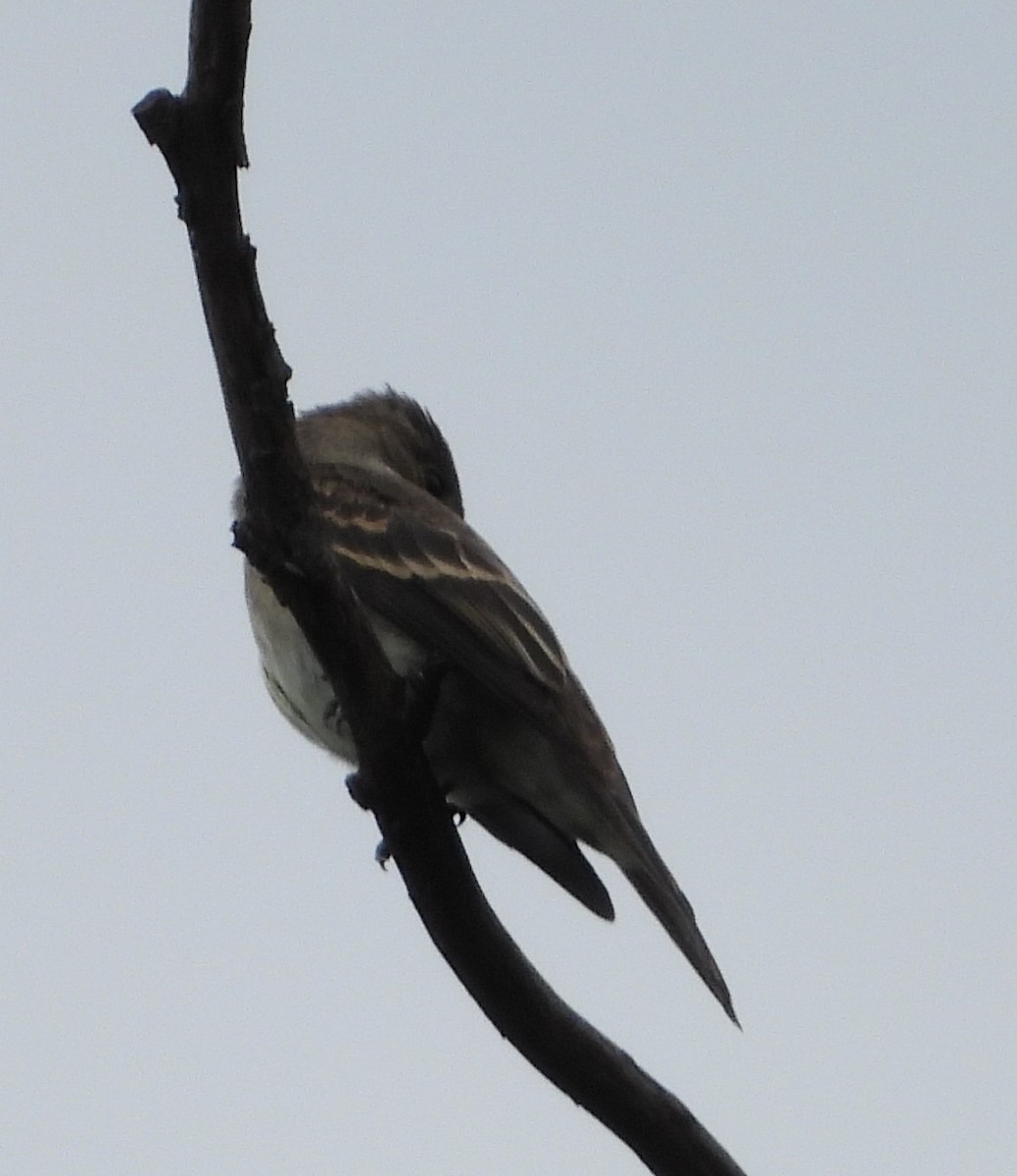 Greater Pewee - ML639584800