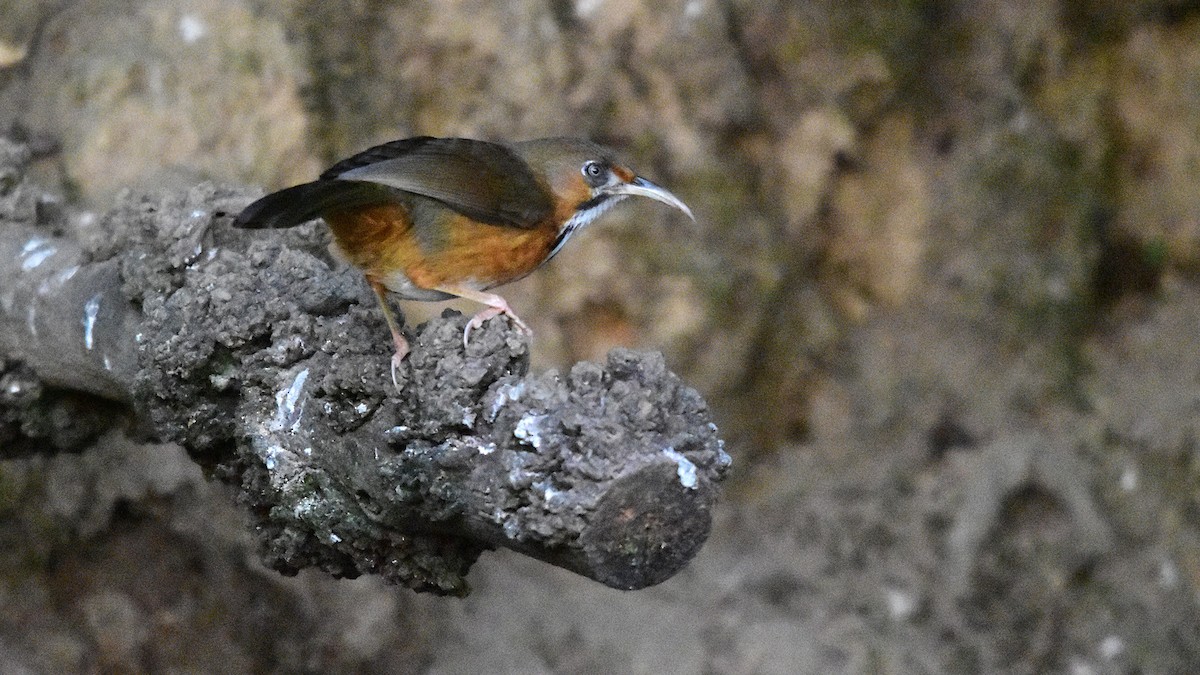 Black-streaked Scimitar-Babbler - ML639584879