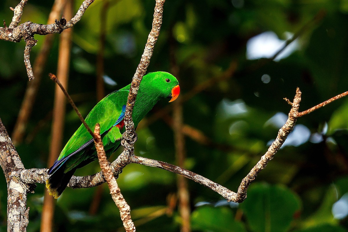 eklektus papuánský - ML639584970