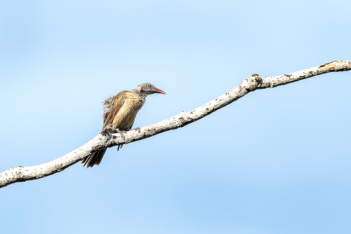 žluva hnědá - ML639584980