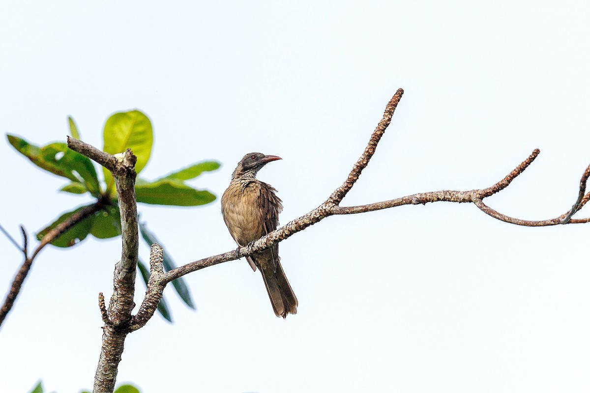 žluva hnědá - ML639584981