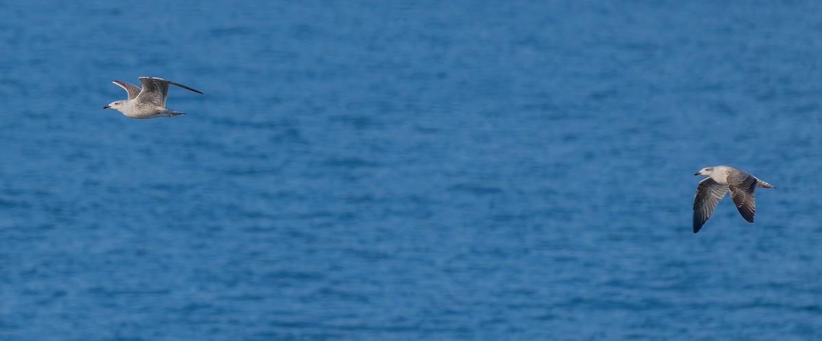 Great Black-backed Gull - ML639585005