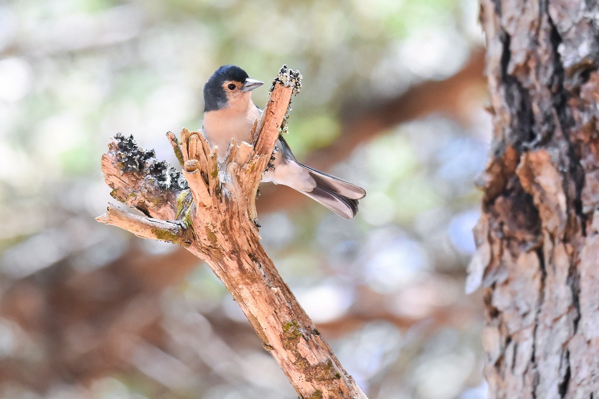 Canary Islands Chaffinch (Canary Is.) - ML639585018
