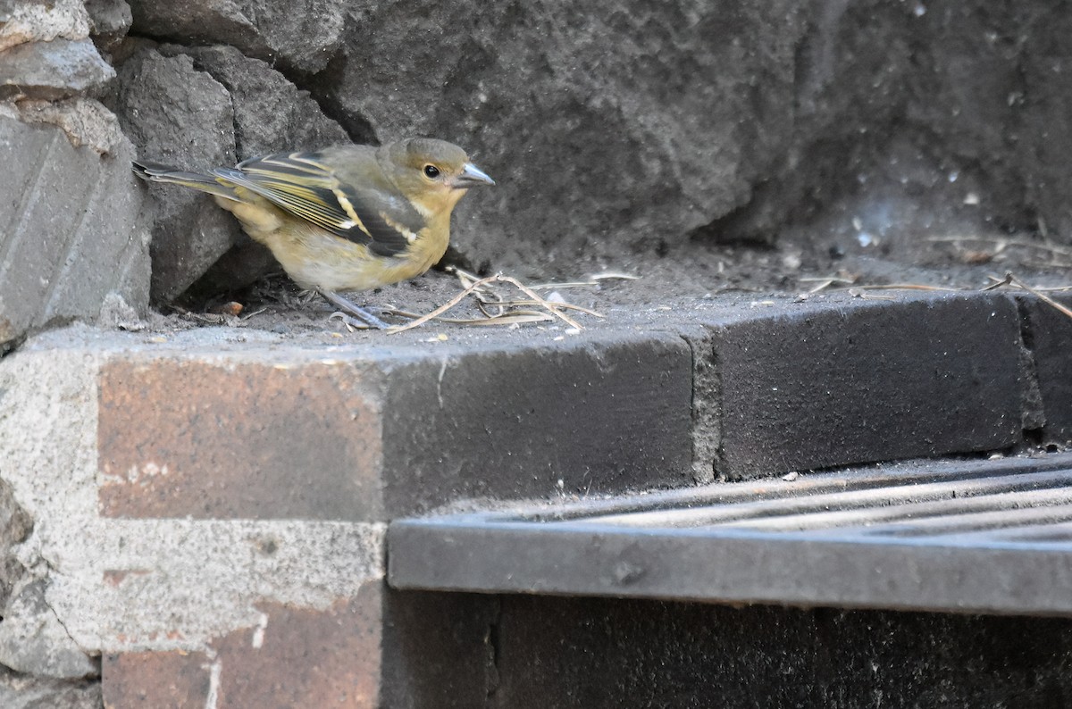 Canary Islands Chaffinch (Canary Is.) - ML639585020