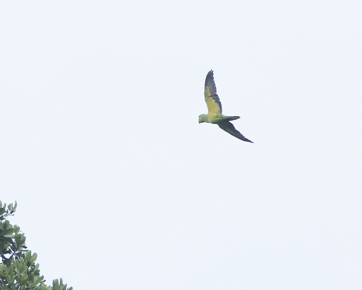 Great-billed Parrot - ML639585034