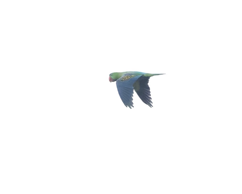 Great-billed Parrot - ML639585035