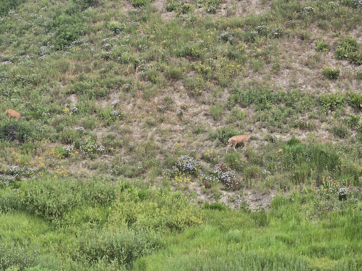 Mule Deer - ML639585056