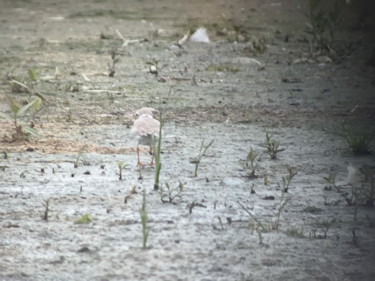 Piping Plover - ML639585084