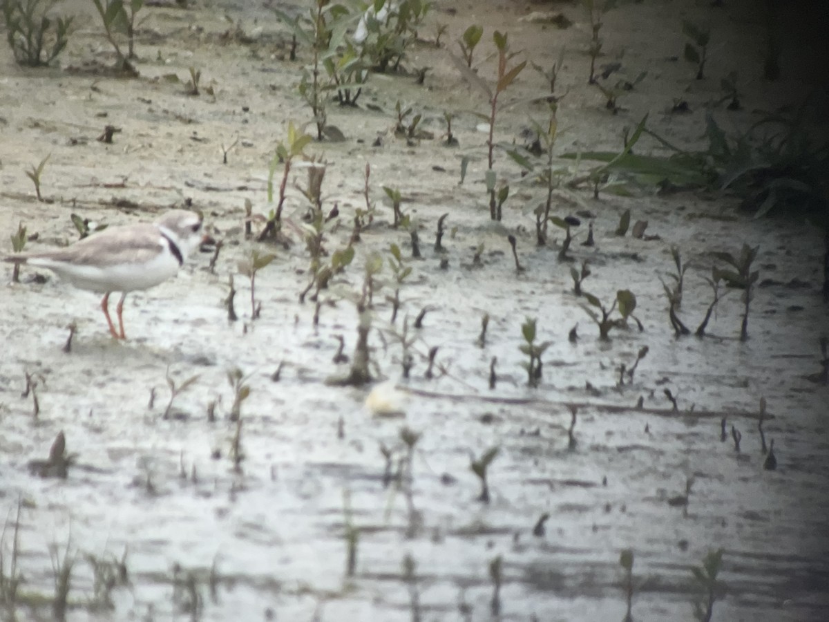 Piping Plover - ML639585085