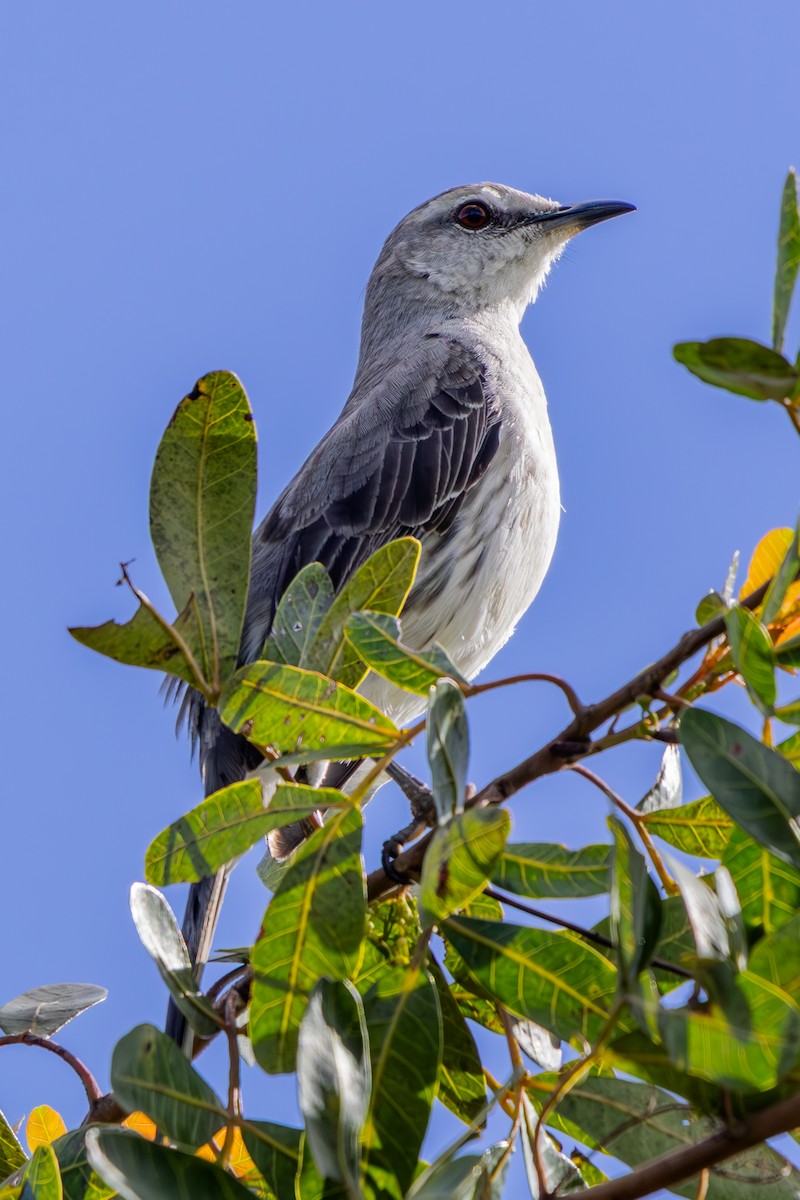 Tropical Mockingbird - ML639585274