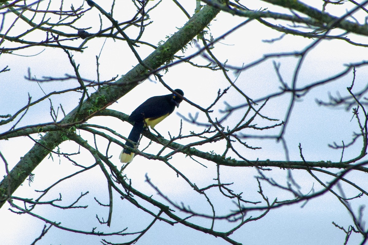 Plush-crested Jay - ML639585284