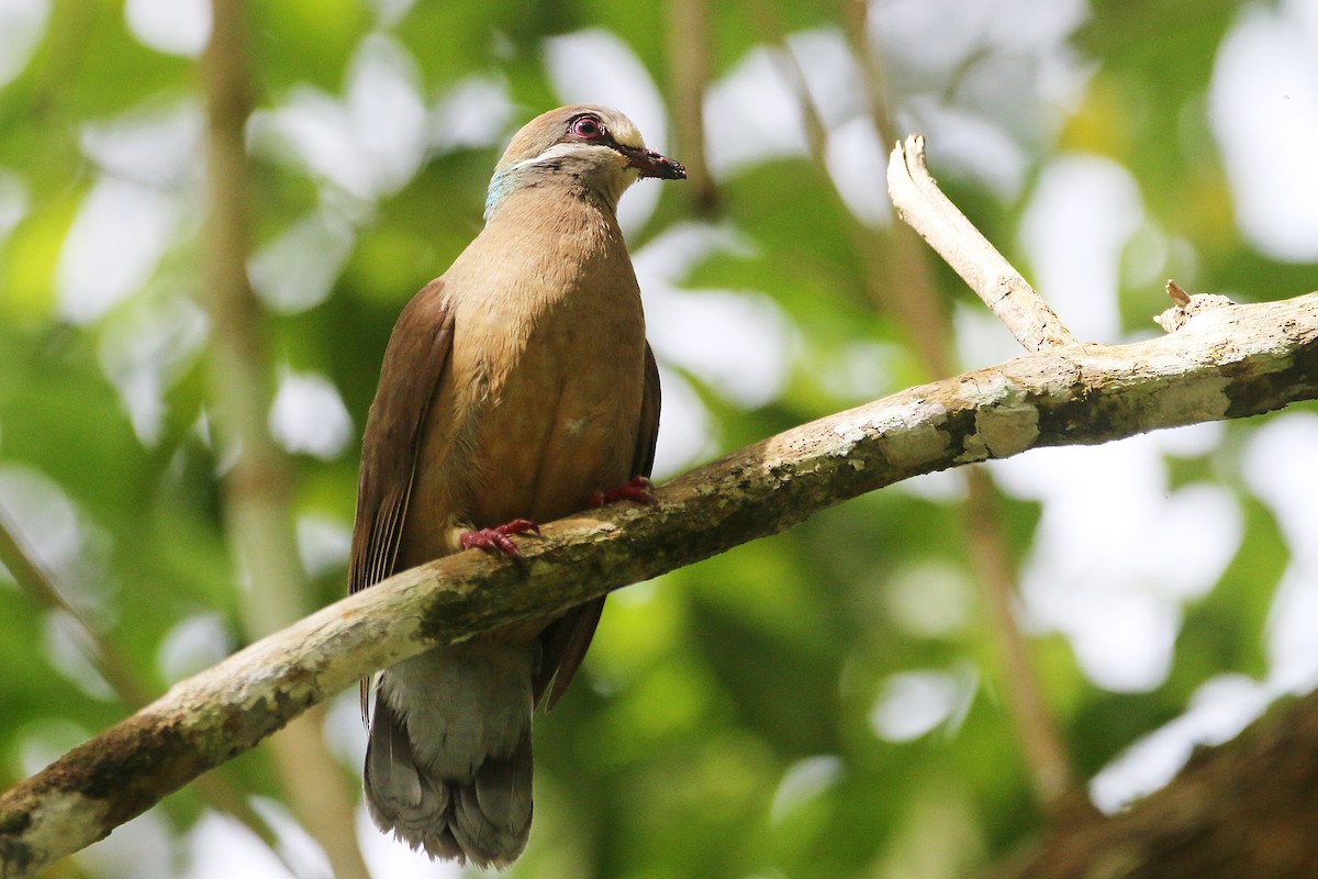 White-eared Brown-Dove - ML639585285
