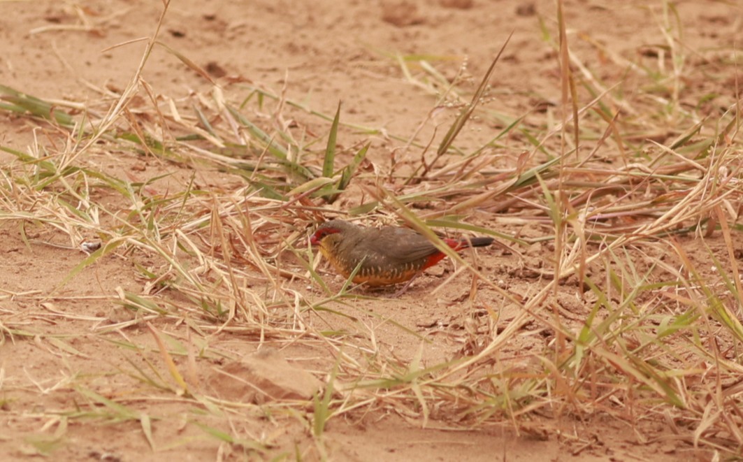 Zebra Waxbill - ML639585302
