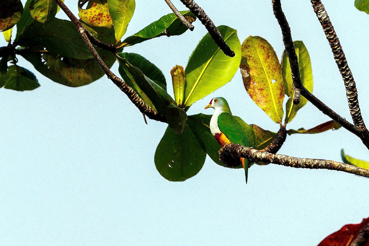 Beautiful Fruit-Dove - ML639585313