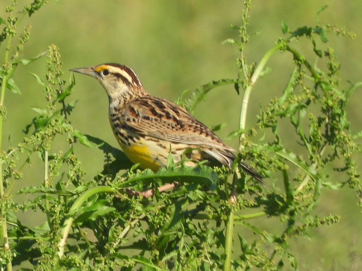 Eastern Meadowlark (Eastern) - ML639585377