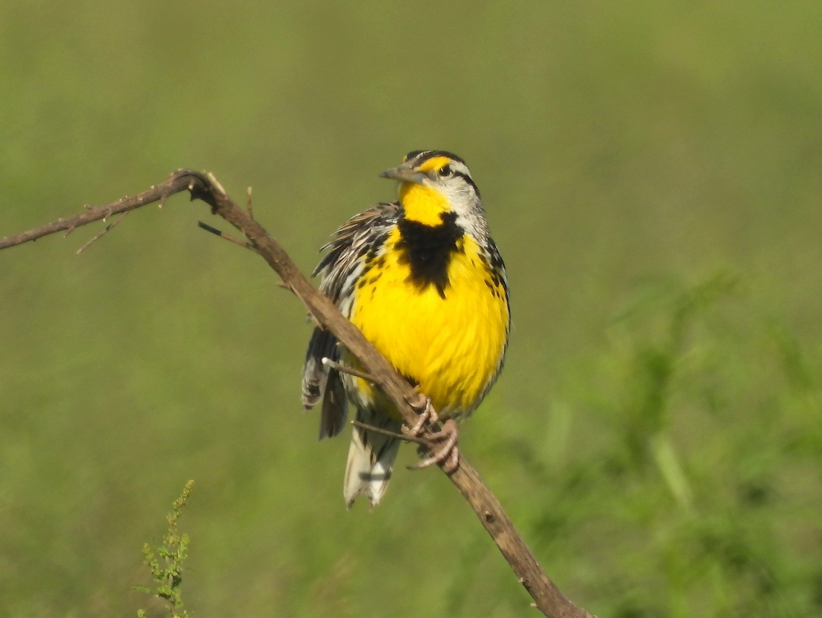 Eastern Meadowlark (Eastern) - ML639585378
