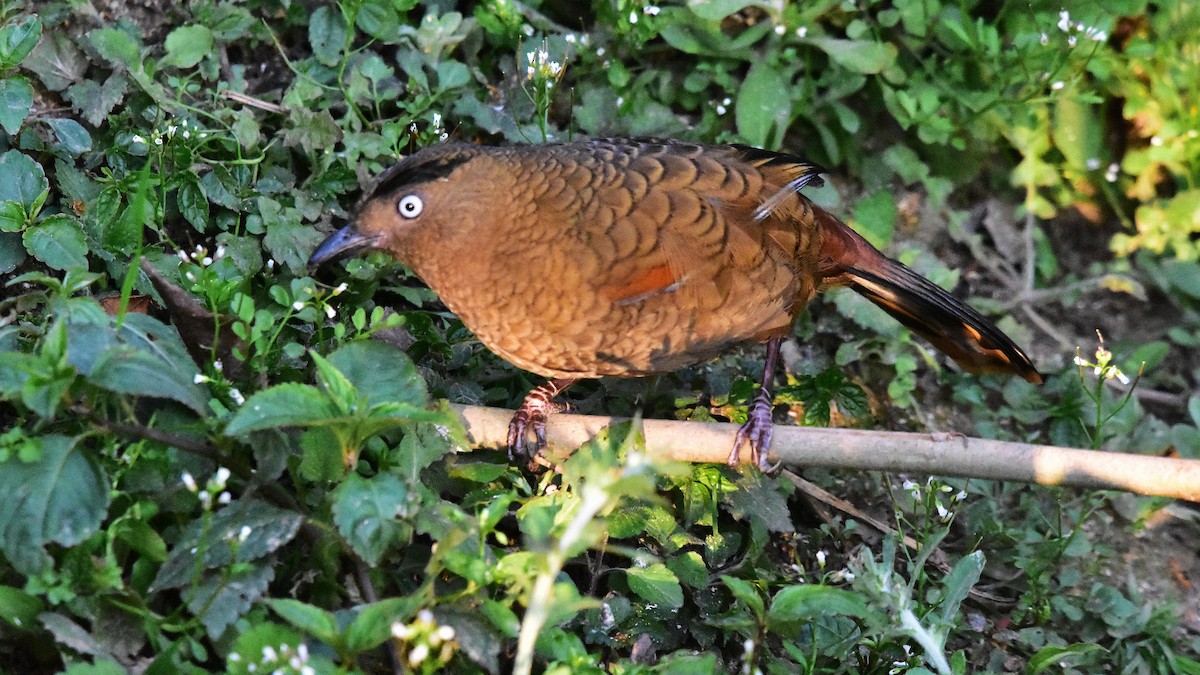 Blue-winged Laughingthrush - ML639585474