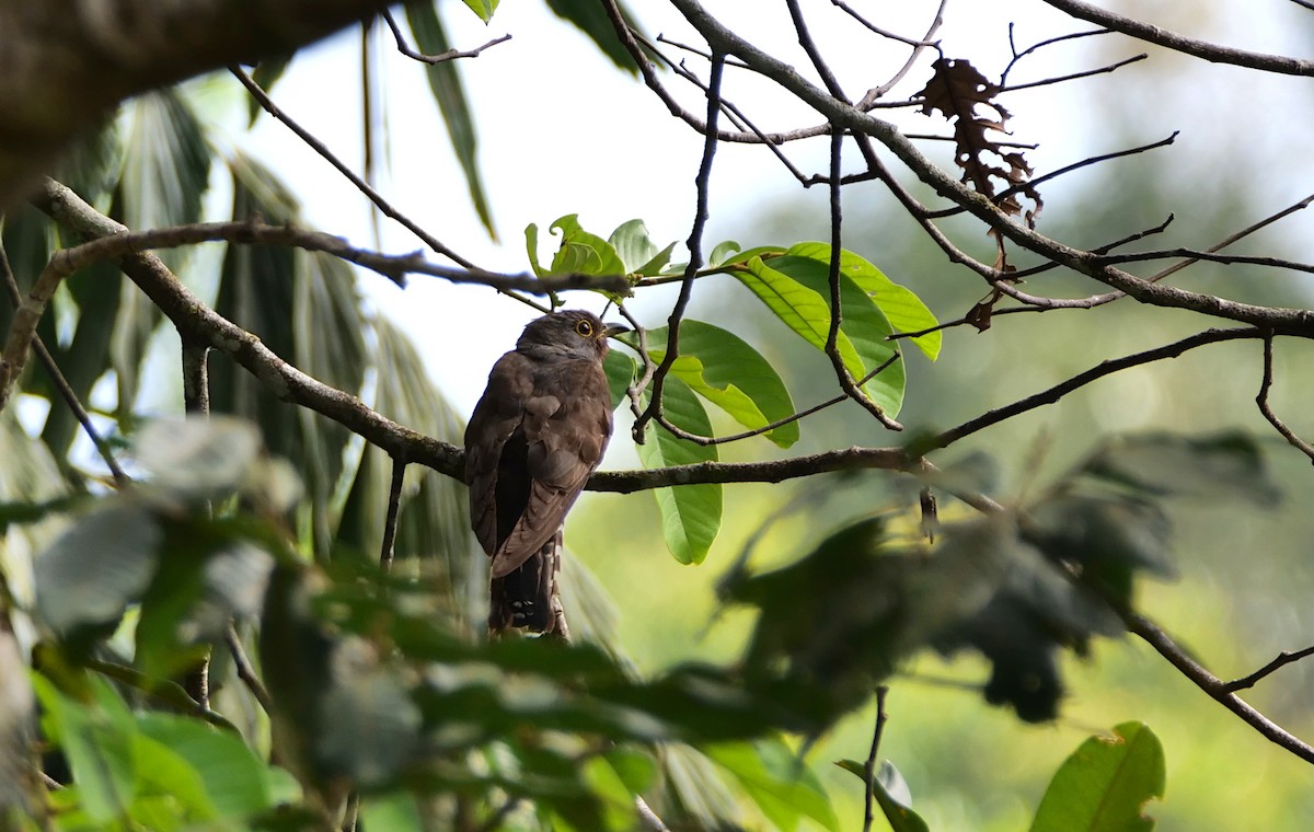 Dark Hawk-Cuckoo - ML639585488